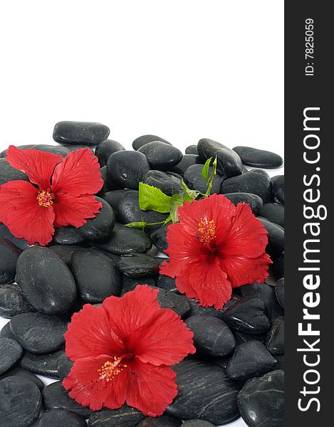 Red flower bloom spa stone background abstract nature. Red flower bloom spa stone background abstract nature