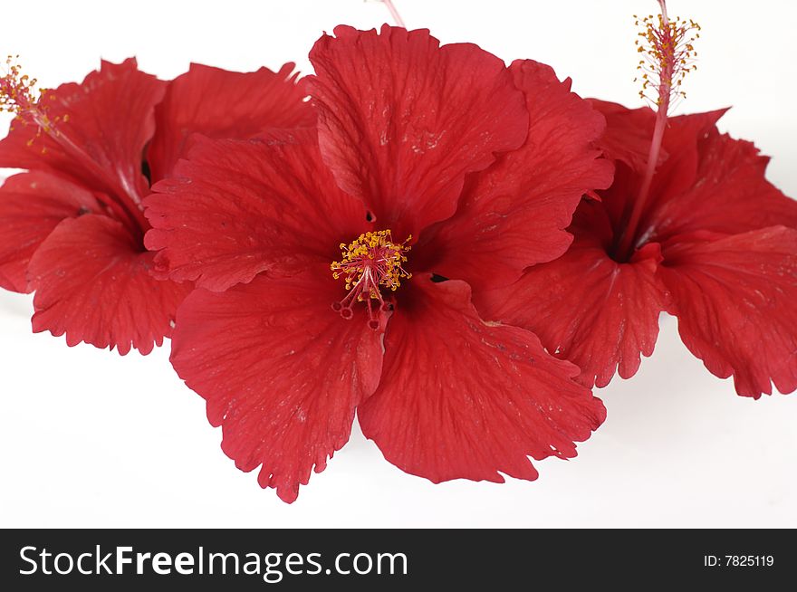 Red flowers against white background