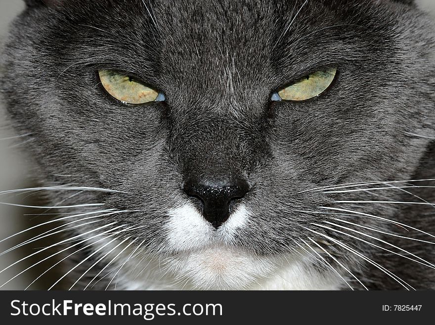 Close-up of very annoyed grey and white cat. Close-up of very annoyed grey and white cat.