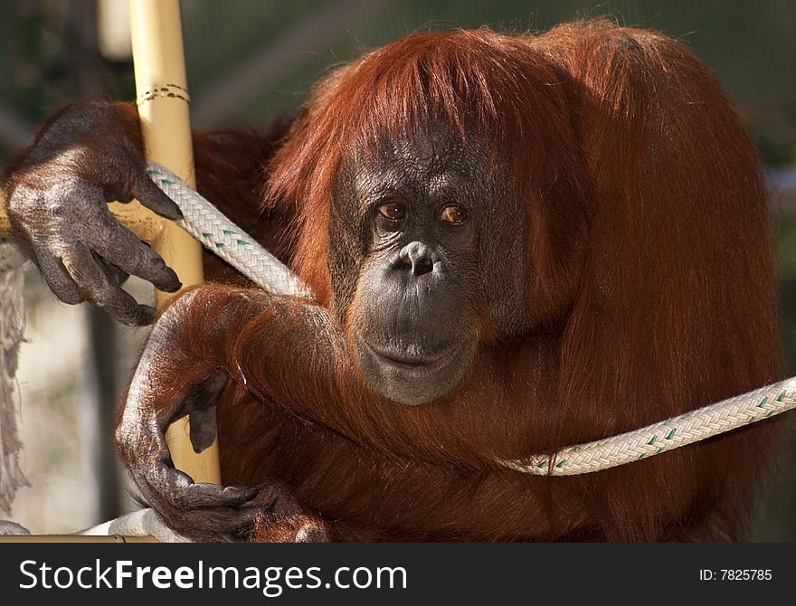 Adult male orangutan contemplates at the zoo. Adult male orangutan contemplates at the zoo