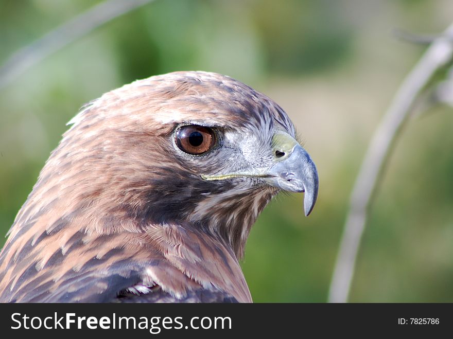 Red Tail Hawk sitting in  the forest in Colorado