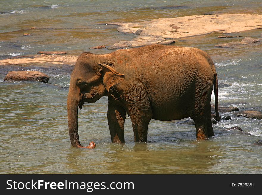 Single  small elephant taking  bath in  river