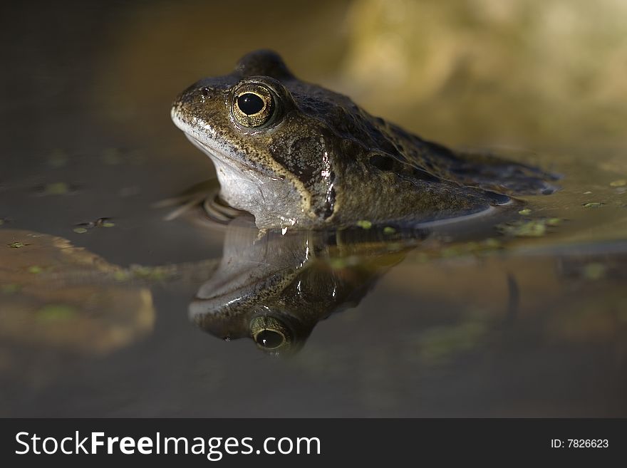 Bufo bufo, toad in garden pool.