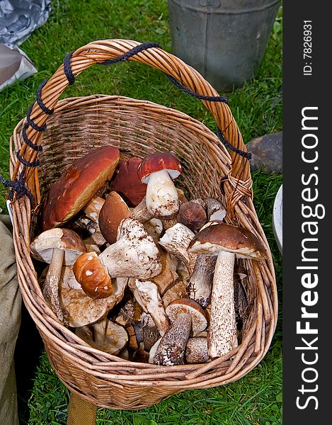 Solitary mushroom in autumn wood. Solitary mushroom in autumn wood