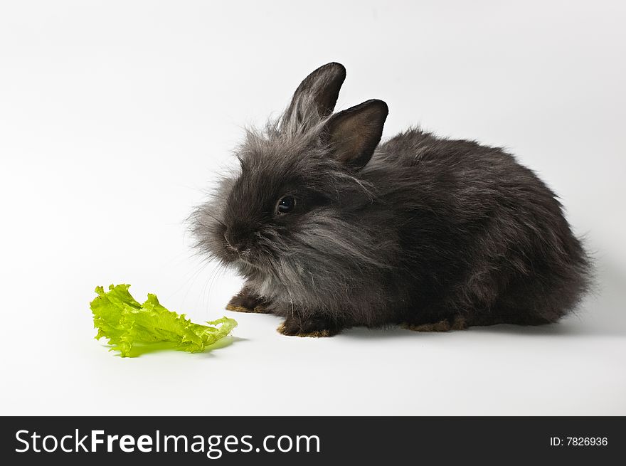 Rabbit sitting on white background. Rabbit sitting on white background