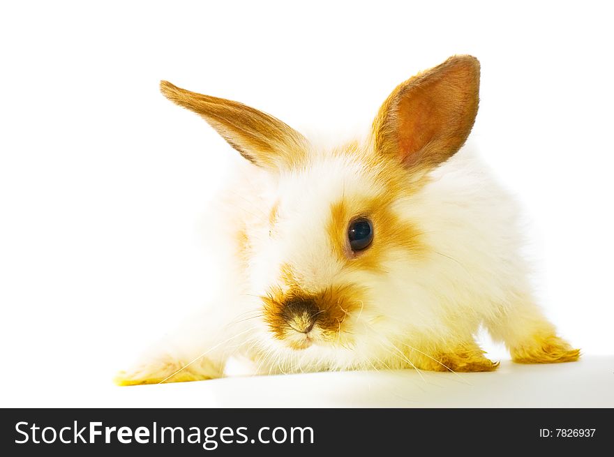 Rabbit On White