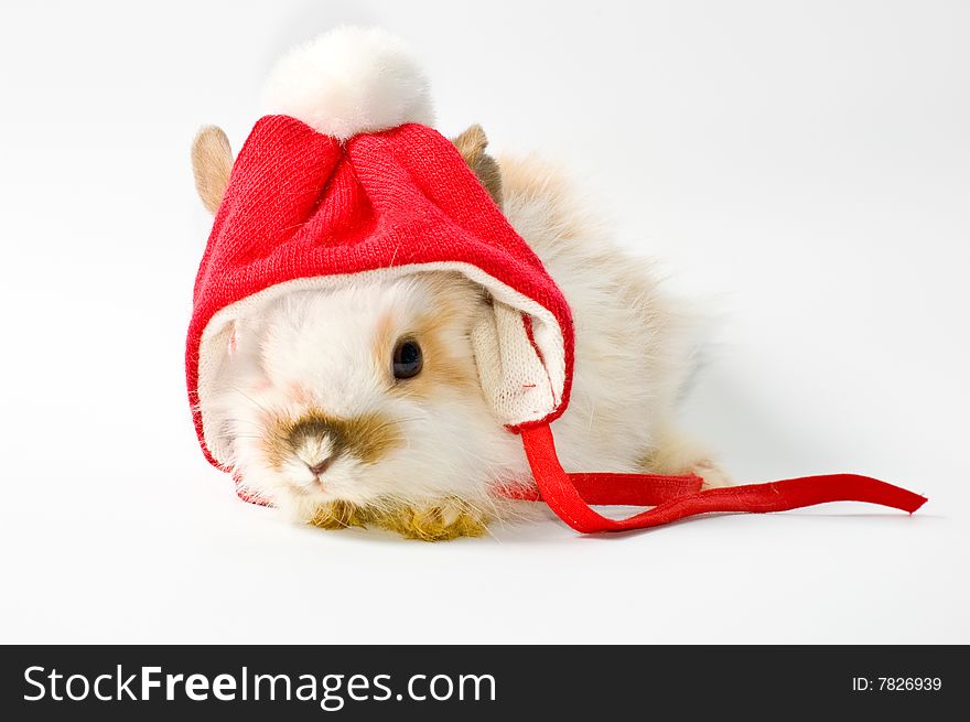 Rabbit with red hat on white. Rabbit with red hat on white