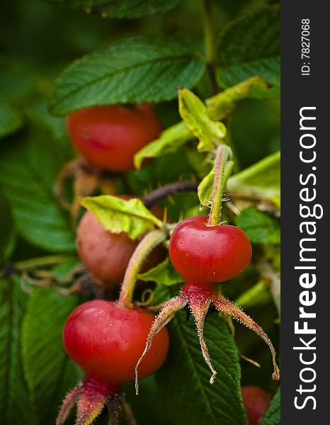 Close up of fruit buds on a Northwestern coastal plant.