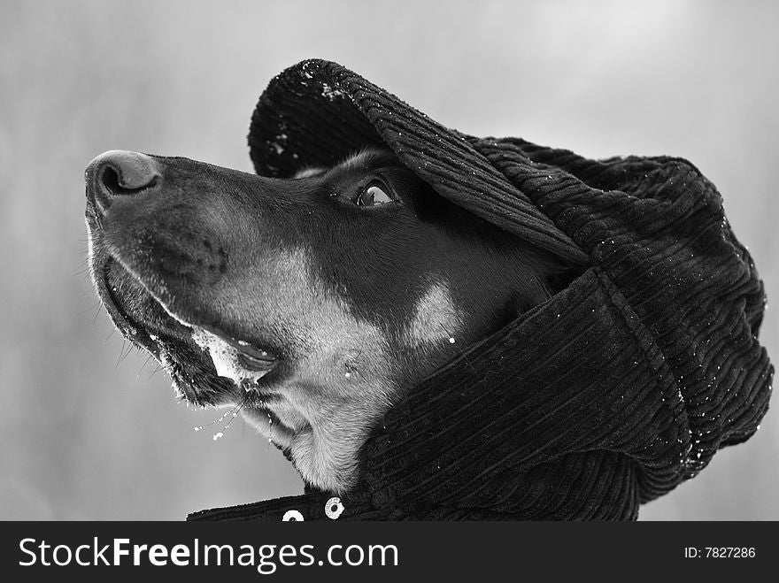 A doberman dog with a cap on his  head with a snowy background. A doberman dog with a cap on his  head with a snowy background