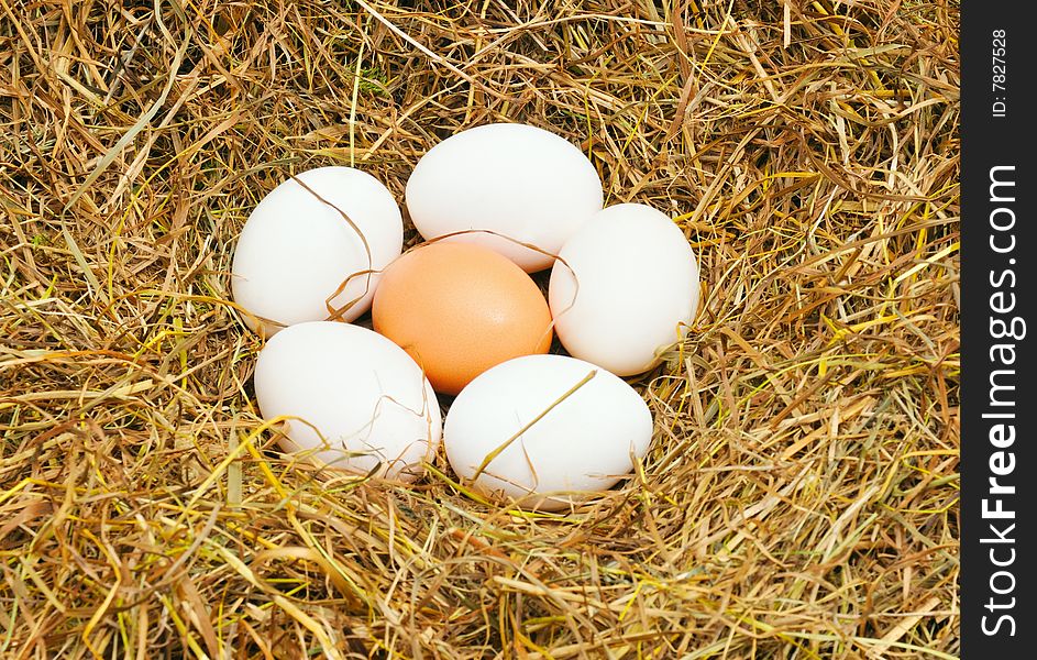 Five white eggs on straw and one yellow eggs on center. Five white eggs on straw and one yellow eggs on center