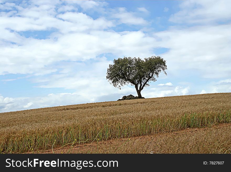 Zen landscape in cereal field with a solitaire tree. Zen landscape in cereal field with a solitaire tree