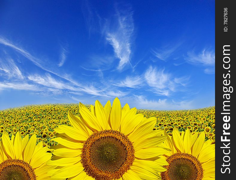 Field of sunflowers on Ukraine