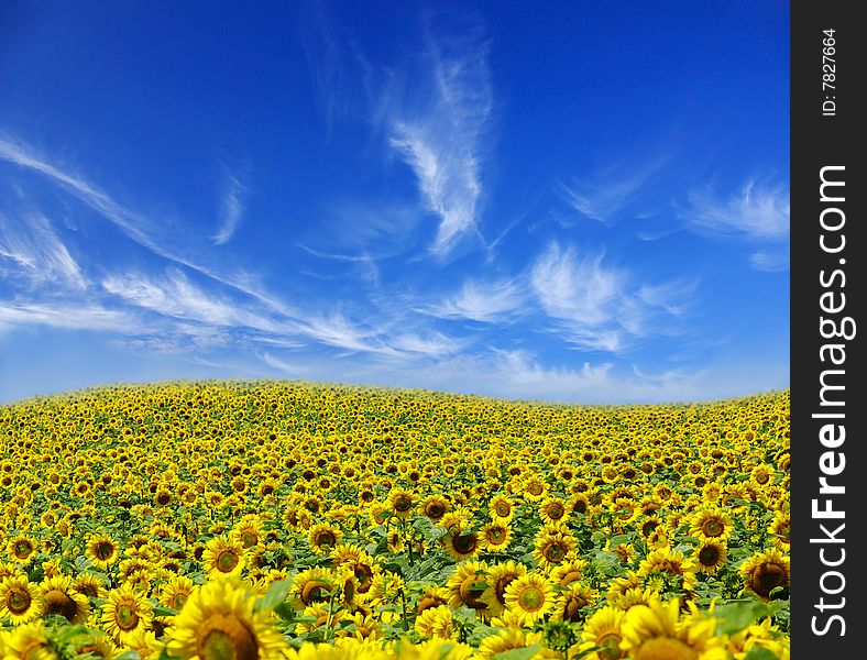 Field of sunflowers on Ukraine