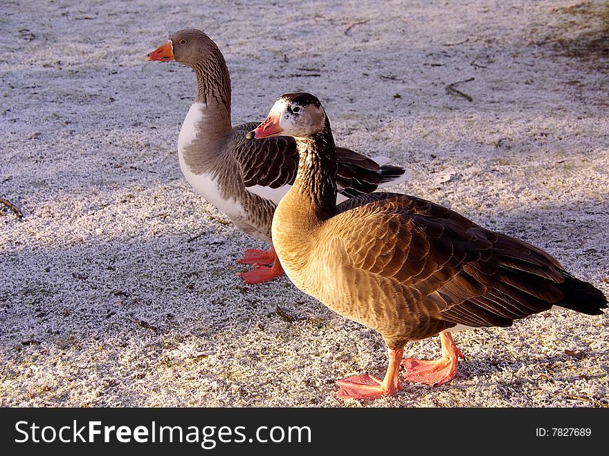 Two geese standing at grass with ripe