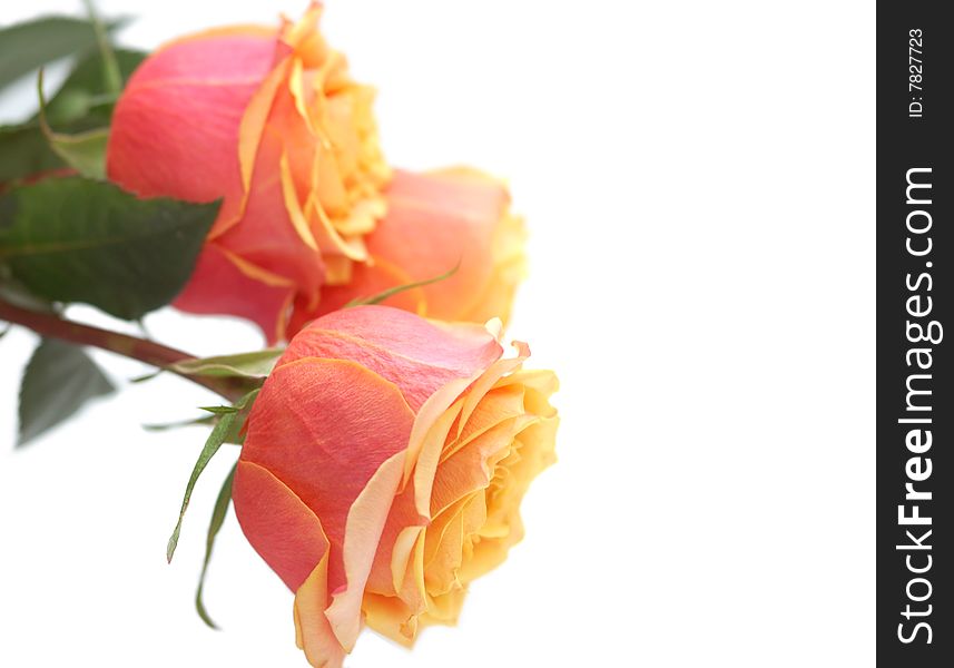 Three tender pink-yellow roses isolated on the white background