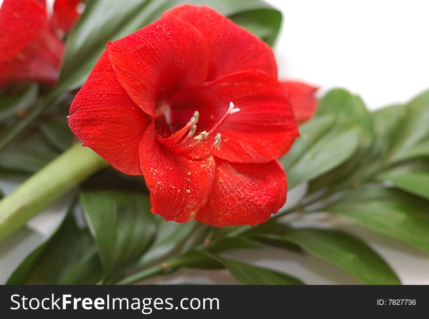 Bouquet with bright red lily and big green leaves on white background