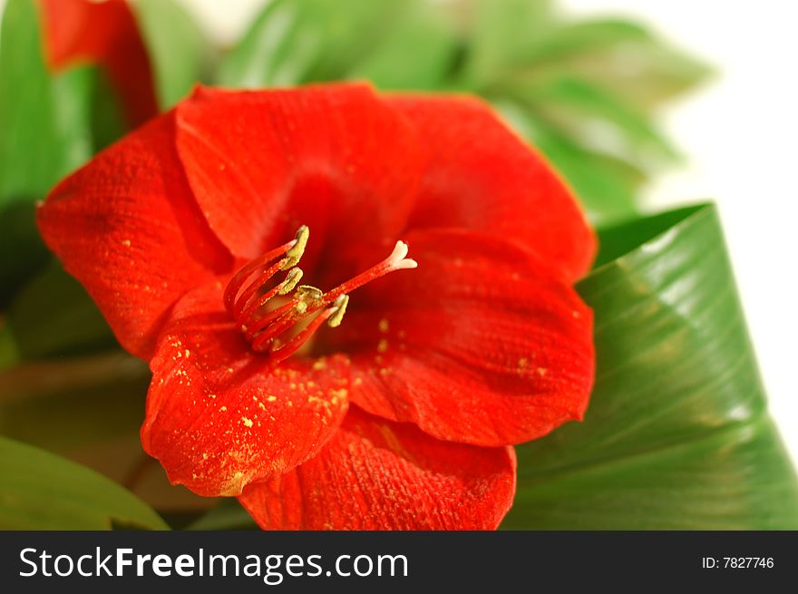 Bright red lily with big green leaves on white background