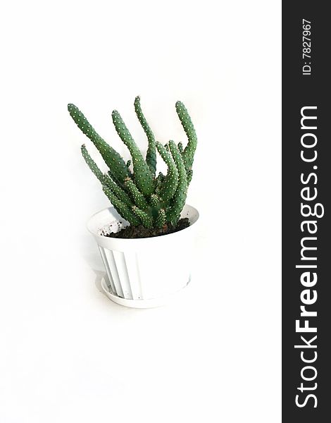 Green cactus in a flowerpot on a white background. Green cactus in a flowerpot on a white background