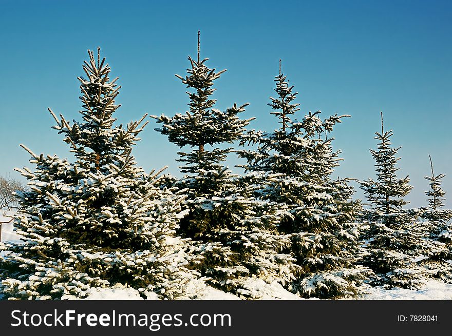 Winter beauty spruce under snow. Winter beauty spruce under snow