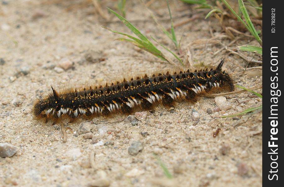 Butterfly's larva of moderate climate of Russia 1. Butterfly's larva of moderate climate of Russia 1