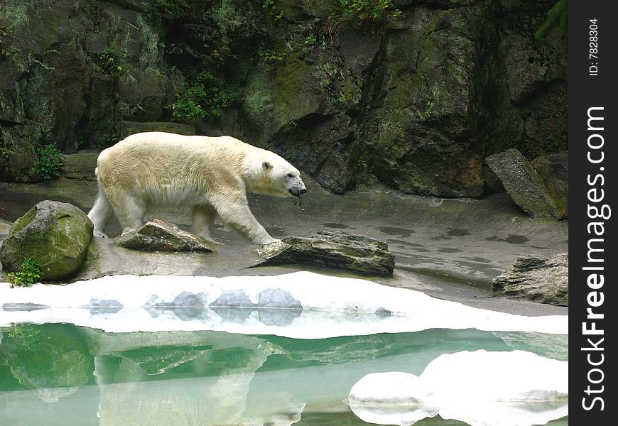 Big polar bear walking by the icy water