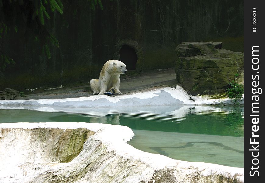 Big polar bear at the New York Zoo