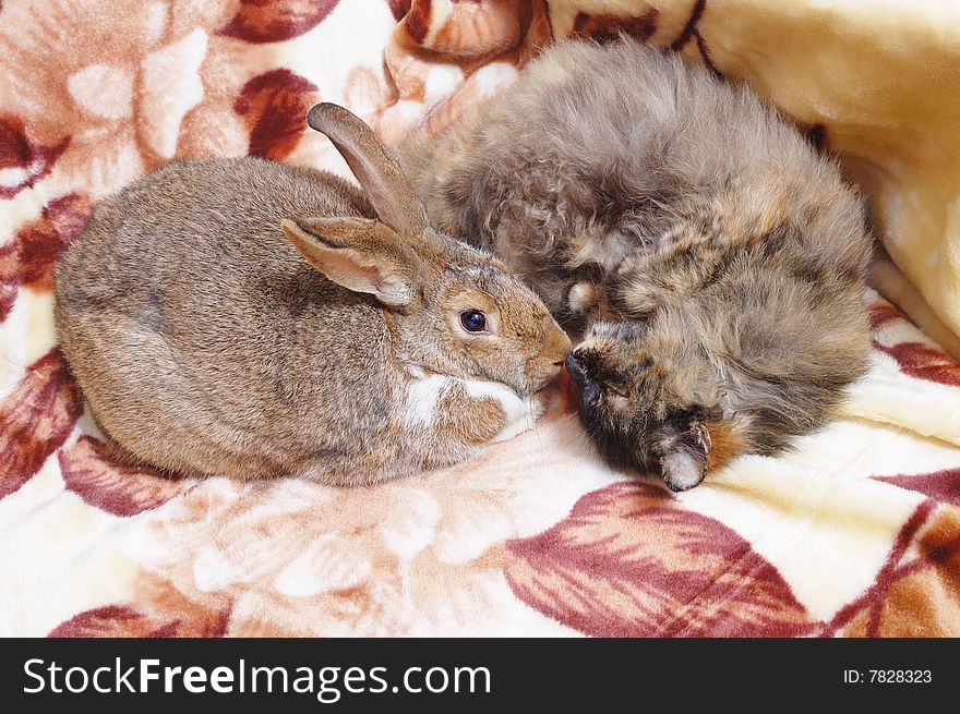 Bunny sit near sleeping cat. Bunny sit near sleeping cat