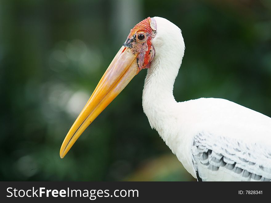 Painted Stork