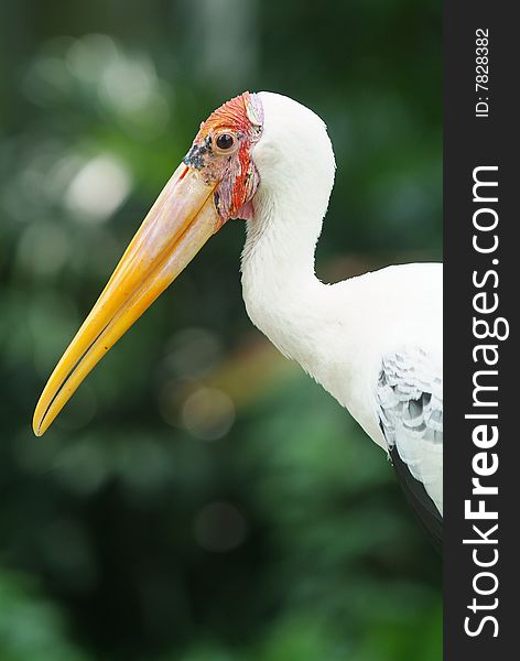 Painted stork, Mycteria leucocephala, on a green, blurred background.