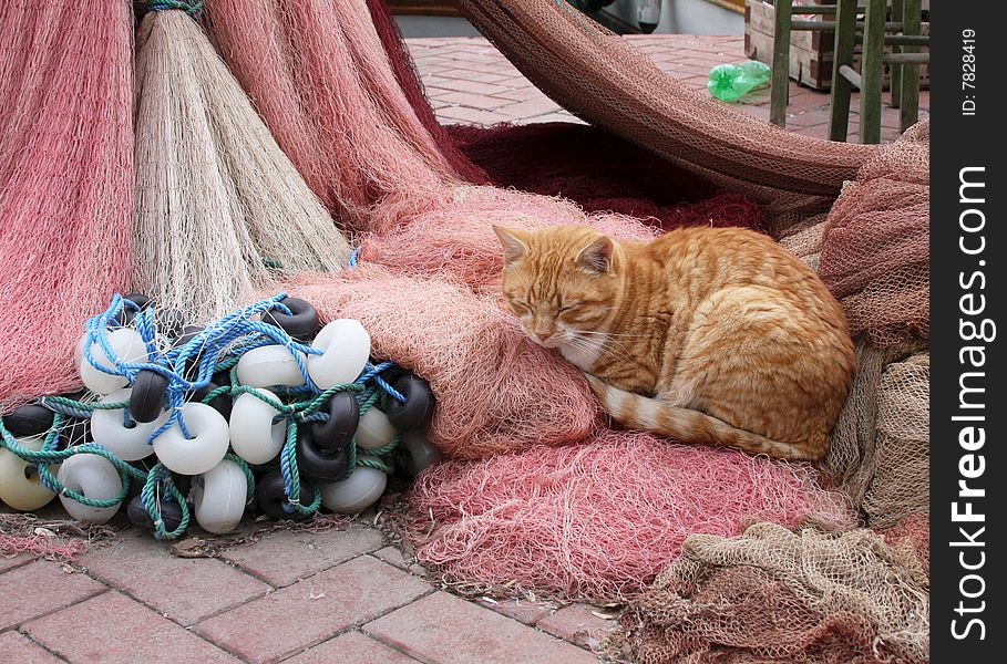 Cat Sleeping On The Fishing Nets