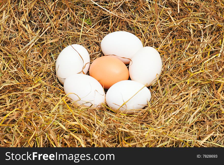 Five white eggs and one yellow egg lie on straw