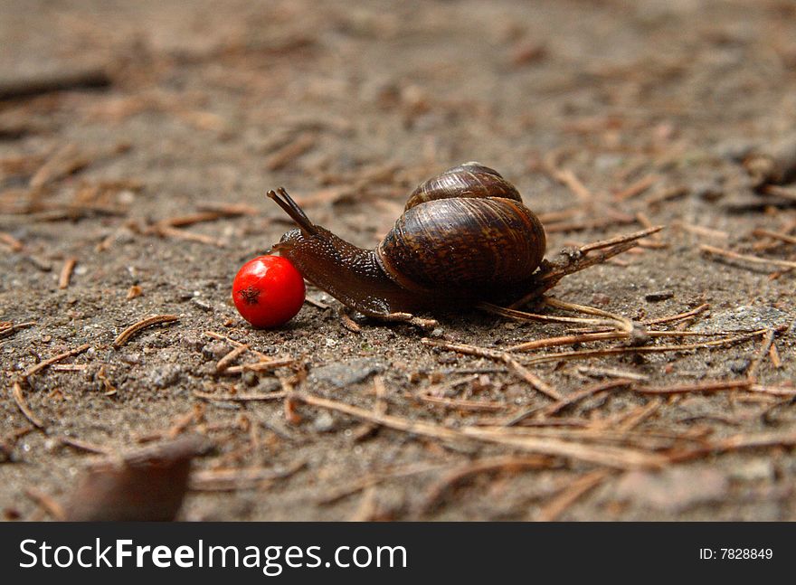 The snail creeps on sand and needles through a mountain ash berry. The snail creeps on sand and needles through a mountain ash berry.