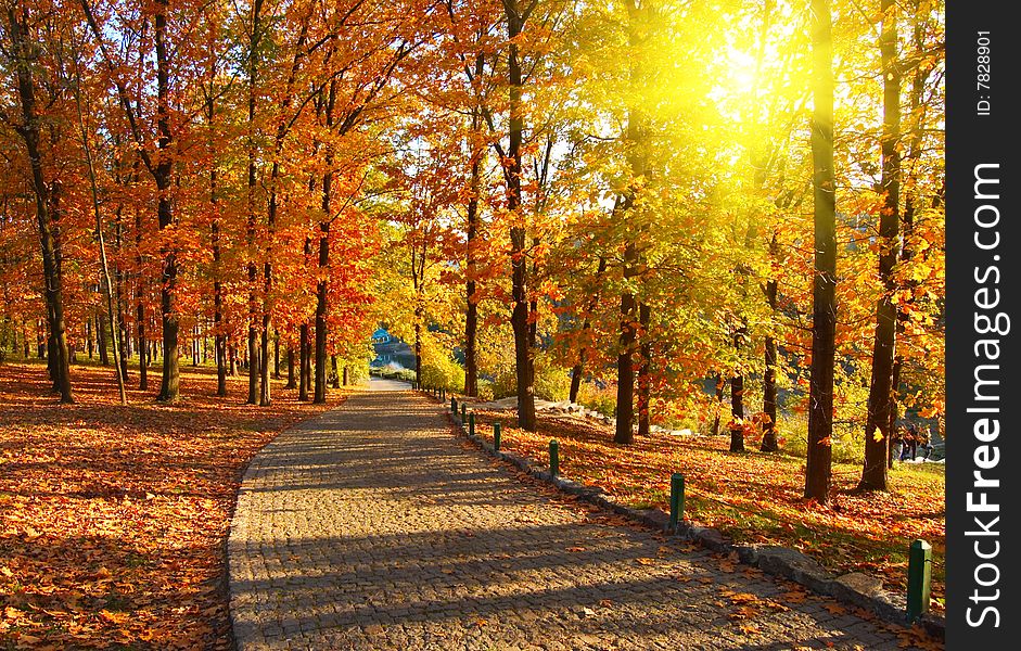 Autumn in the park on sunny day