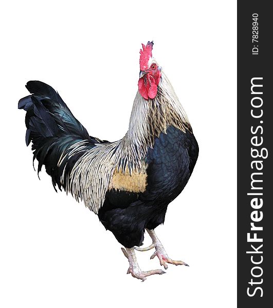 Local rooster isolated on a white background