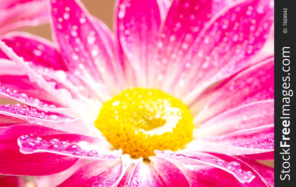 Close-up of pink gerbera with water drops