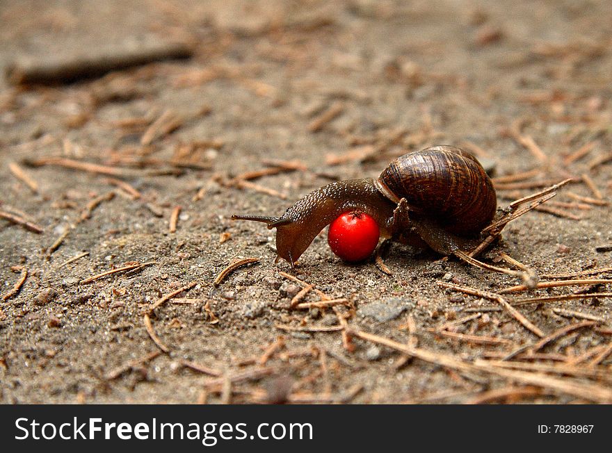 The snail creeps on sand and needles through a mountain ash berry. The snail creeps on sand and needles through a mountain ash berry.