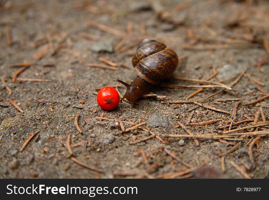 A snail and an ashberry among the sand and needles. A snail and an ashberry among the sand and needles.