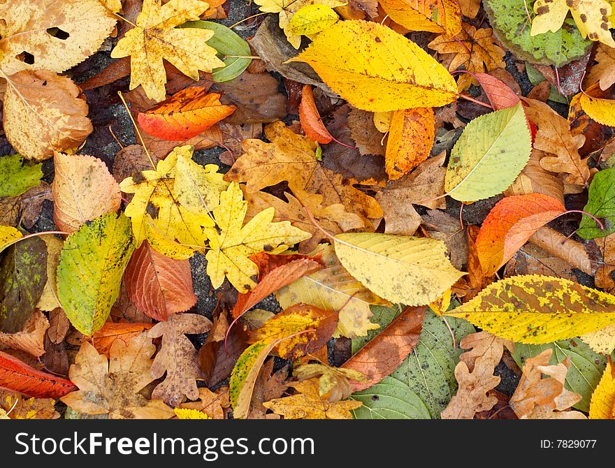 Many-coloured autumn leaves lay a carpet background