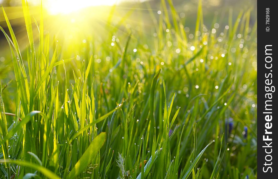 Green grass with water drops on sunset. Green grass with water drops on sunset