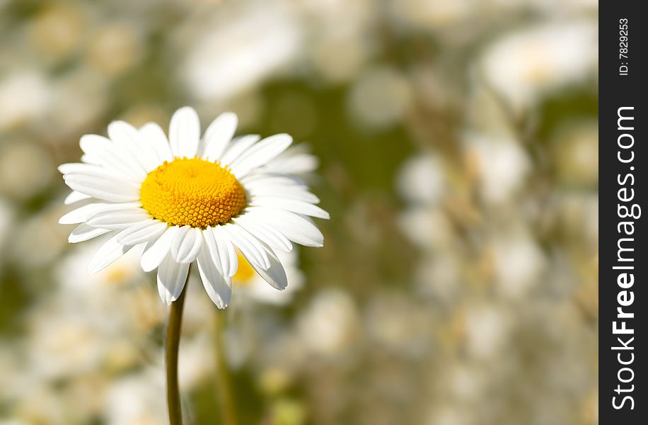 Camomile on camomile field background