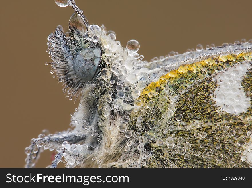 Macro Butterfly Portrait With Waterdrops