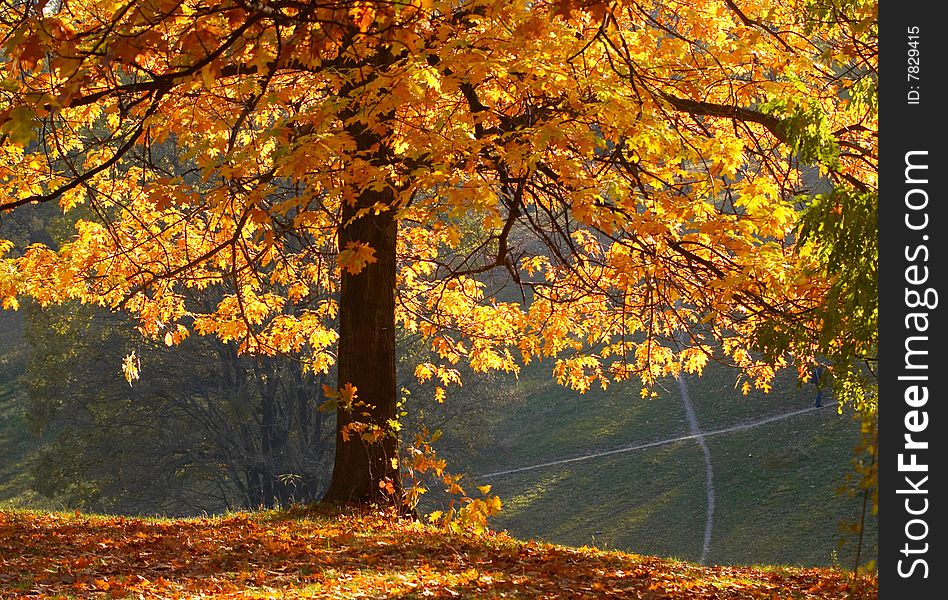 Autumn in the park on sunny day