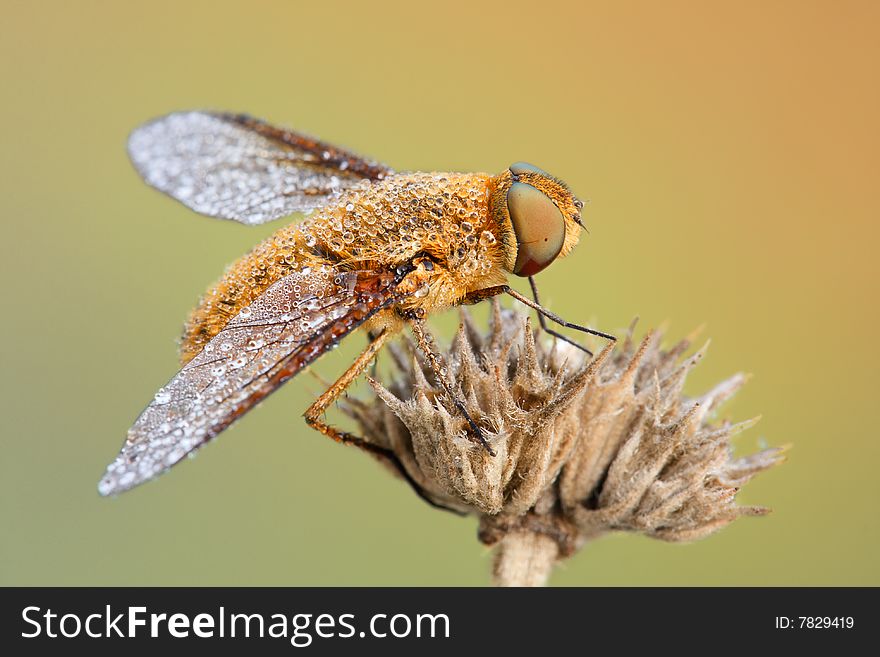 Macro fly on the flower with waterdrops