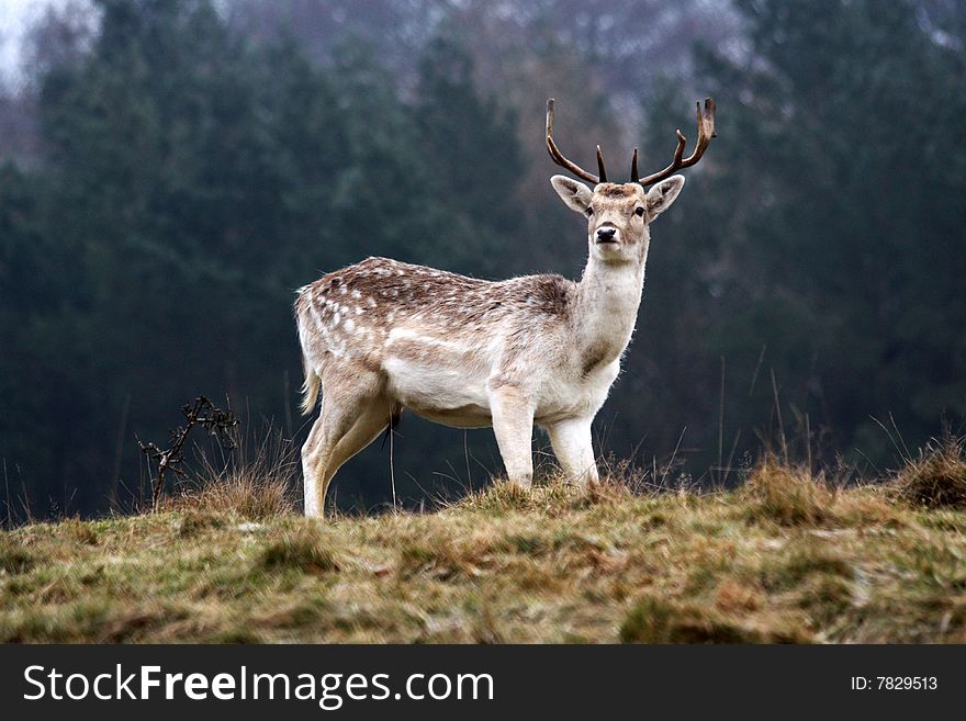 A stag stands proudly in a clearing