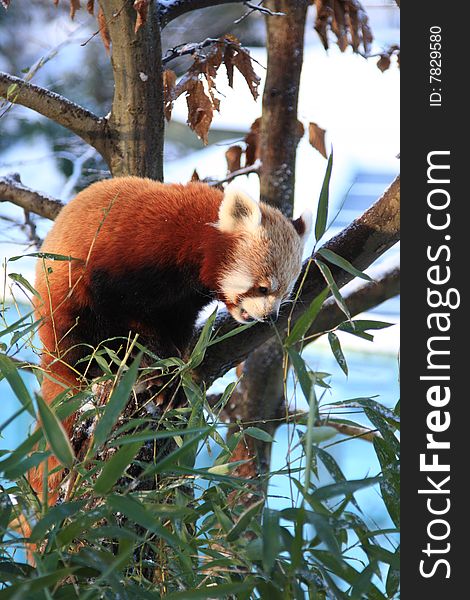 Little red panda eating bamboo