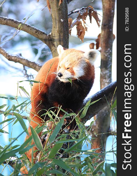 Little red panda eating bamboo