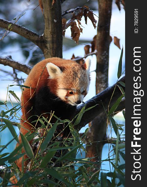 Little red panda on the tree