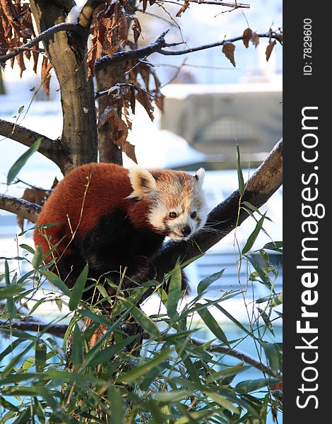 Little red panda on the tree