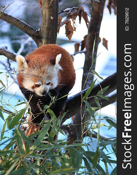 Little red panda eating bamboo