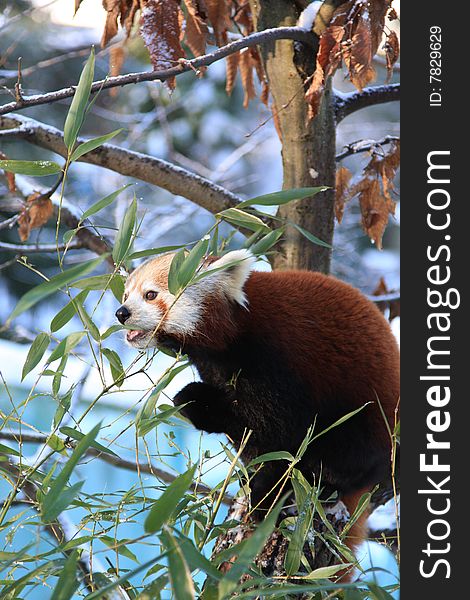 Little red panda eating bamboo